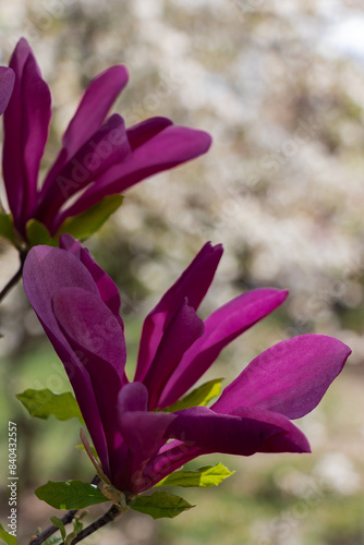 Closeup of branch purple magnolia blossoms in full bloom