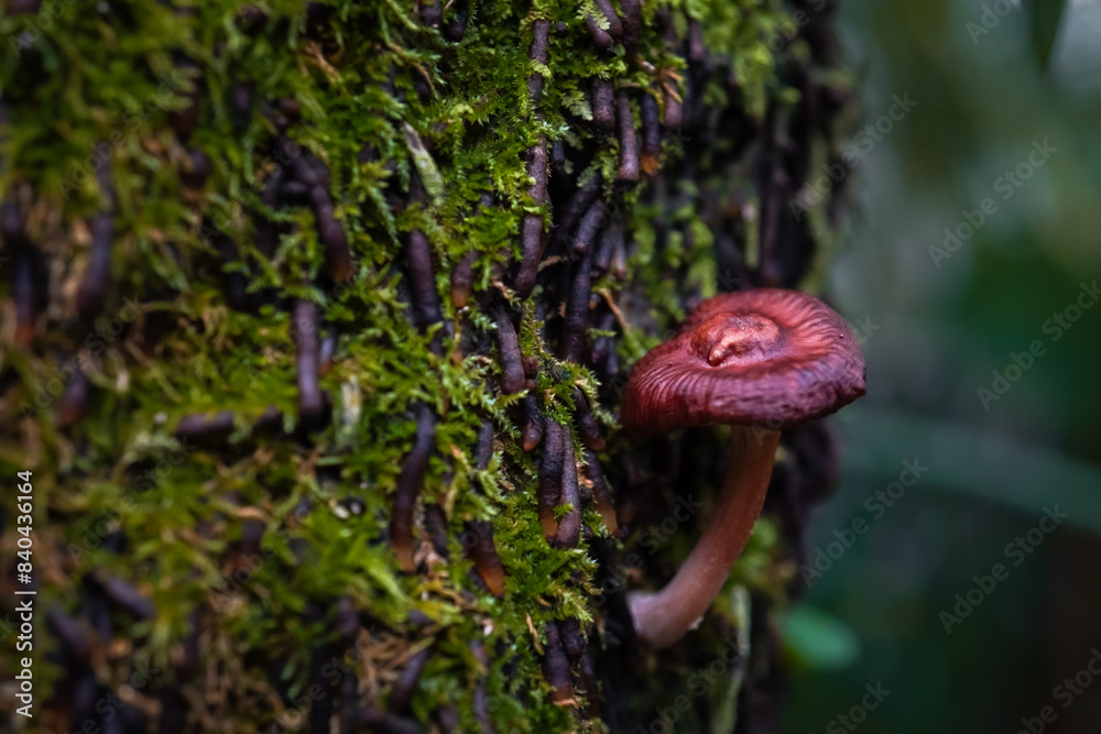 Forest fungi growing on mossy tree trunks. Tiny brown mushrooms live on rotten dead wood in the forest. Concept for biology and biodiversity. Forest fungi growing on mossy tree trunks. Tiny brown mushrooms live on rotten dead wood in the forest. Concept for biology and biodiversity.
