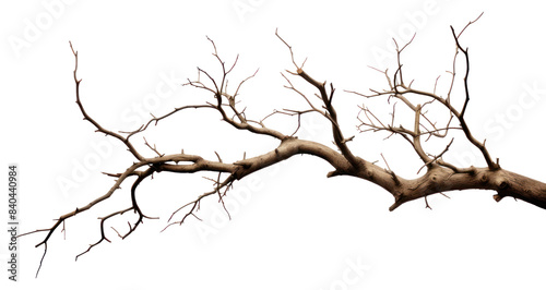 PNG Tree branch plant transparent background. 