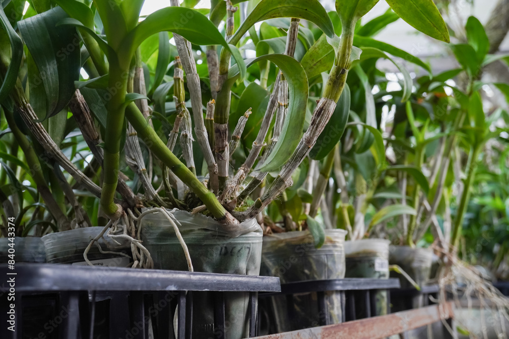 Obraz premium Various Orchid plants cultivated in a greenhouse. Hanging green orchids with long, cascading roots are displayed in a plant nursery. Concept for urban farming and modern agriculture.