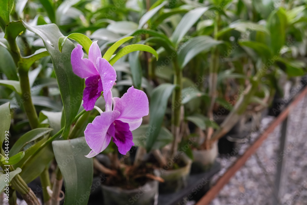 Various Orchid plants cultivated in a greenhouse. Hanging green orchids with long, cascading roots are displayed in a plant nursery. Concept for urban farming and modern agriculture. Various Orchid plants cultivated in a greenhouse. Hanging green orchids with long, cascading roots are displayed in a plant nursery. Concept for urban farming and modern agriculture.