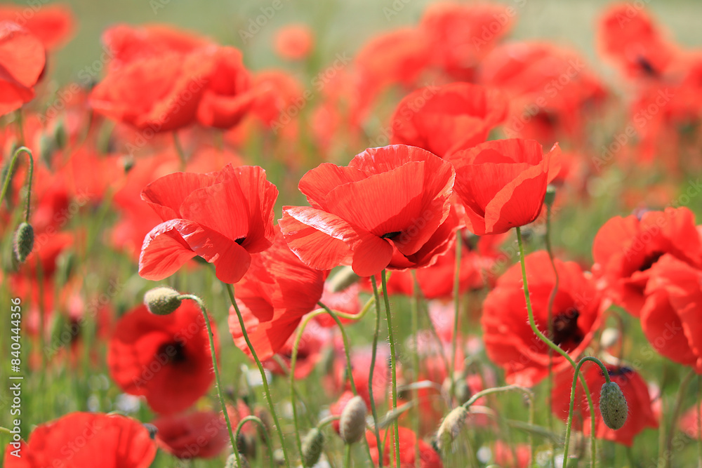 roter Mohn Nahaufnahme roter Mohn Nahaufnahme