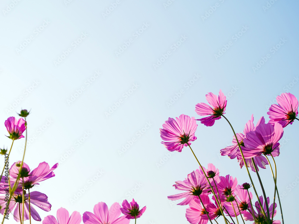 Beautiful cosmos flower field and blue sky. Low angle view nature cosmos flower wallpaper background. Beautiful cosmos flower field and blue sky. Low angle view nature cosmos flower wallpaper background.