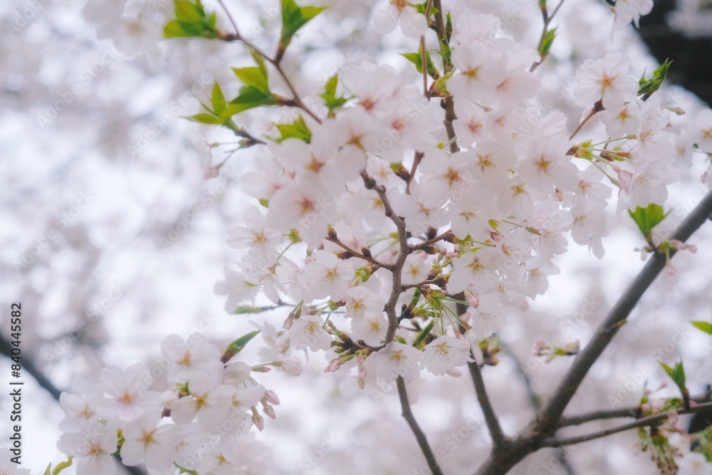 blooming tree blooming tree
