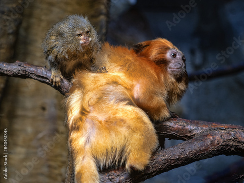 Obraz na płótnie Golden lion tamarin, Leontopithecus rosa. Grooming) is one of the most striking manifestations of primate behavior. In addition to the hygienic function, it also has an important social function w salonie