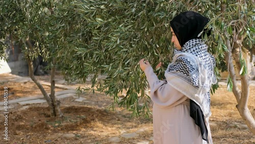 Pregnant female wearing palestine keffiyeh  in olive tree field holding branch of olive tree in her hand while touch her tummy in the other hand praying for her child peace and safe future 