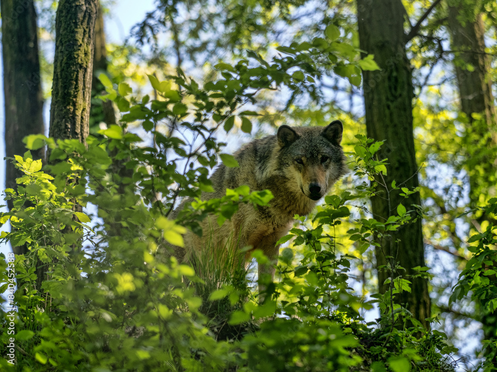 Gray Wolf, Canis lupus, stands in the forest and observes the surroundings