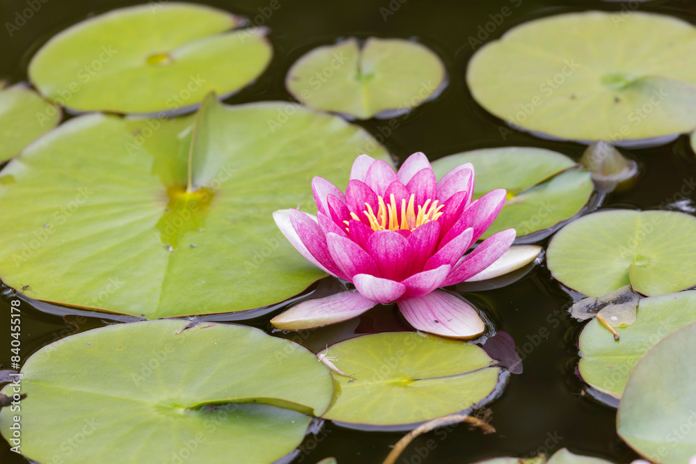 water lily nympheae flower on a small pond water lily nympheae flower on a small pond