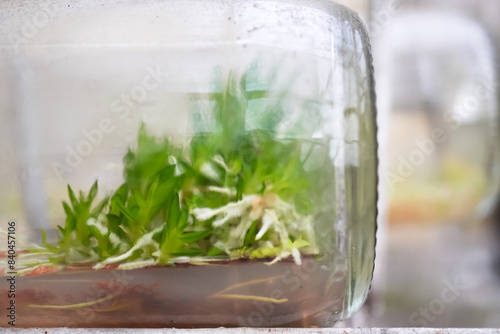 Bottles containing orchid seedlings resulting from tissue culture. Concept for biology and modern agriculture. photo