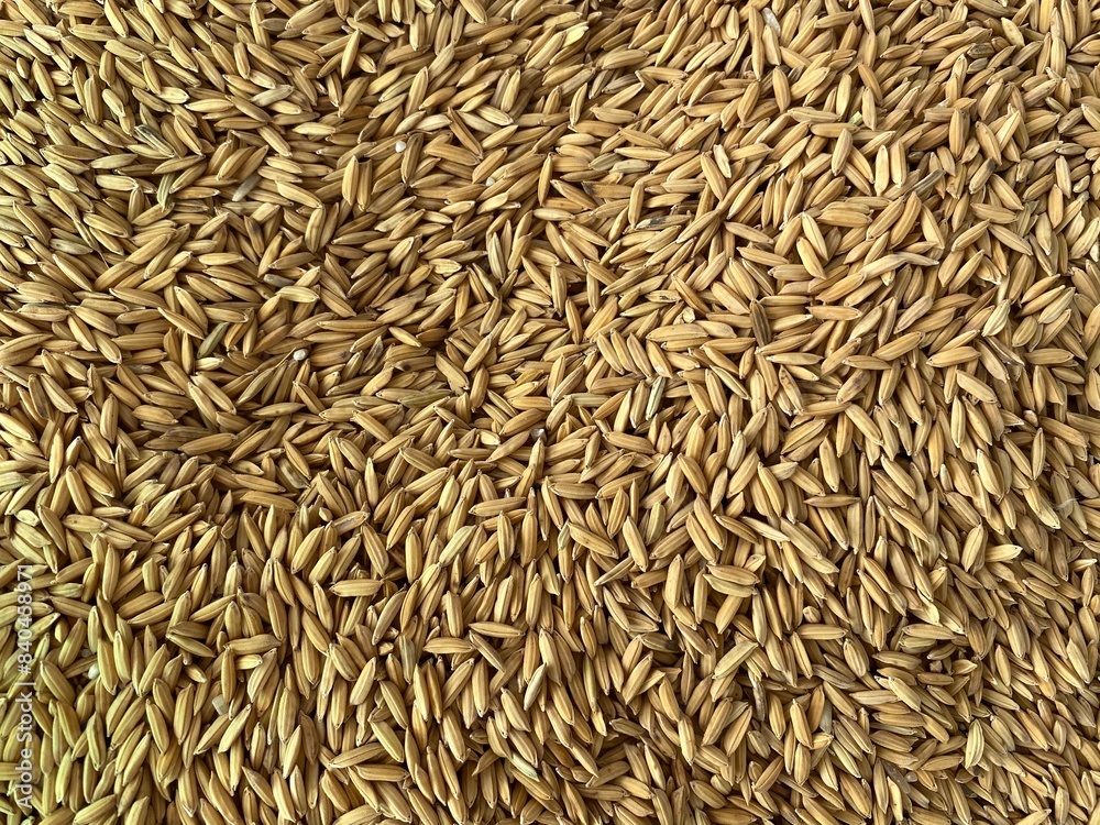 Rice paddy (unmilled rice) texture pattern background Rice paddy (unmilled rice) texture pattern background
