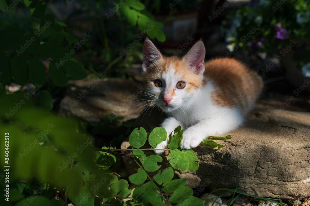 Beautiful red haired young cat is on the stone in the nature and looking to camera in beautiful morning light Beautiful red haired young cat is on the stone in the nature and looking to camera in beautiful morning light