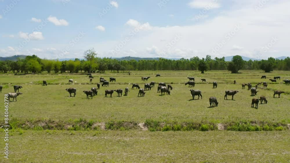 Aerial top view of Thai Buffalo eating dry grass in a farm field. Animals in agriculture. Aerial top view of Thai Buffalo eating dry grass in a farm field. Animals in agriculture.