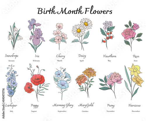 Birth Month Flowers set line art. Outline birth month flowers isolated on white. Hand painted line art botanical illustration. Snowdrops, Iris, Cherry Blossom, Daisy, Hawthorn, Rose, Larkspur