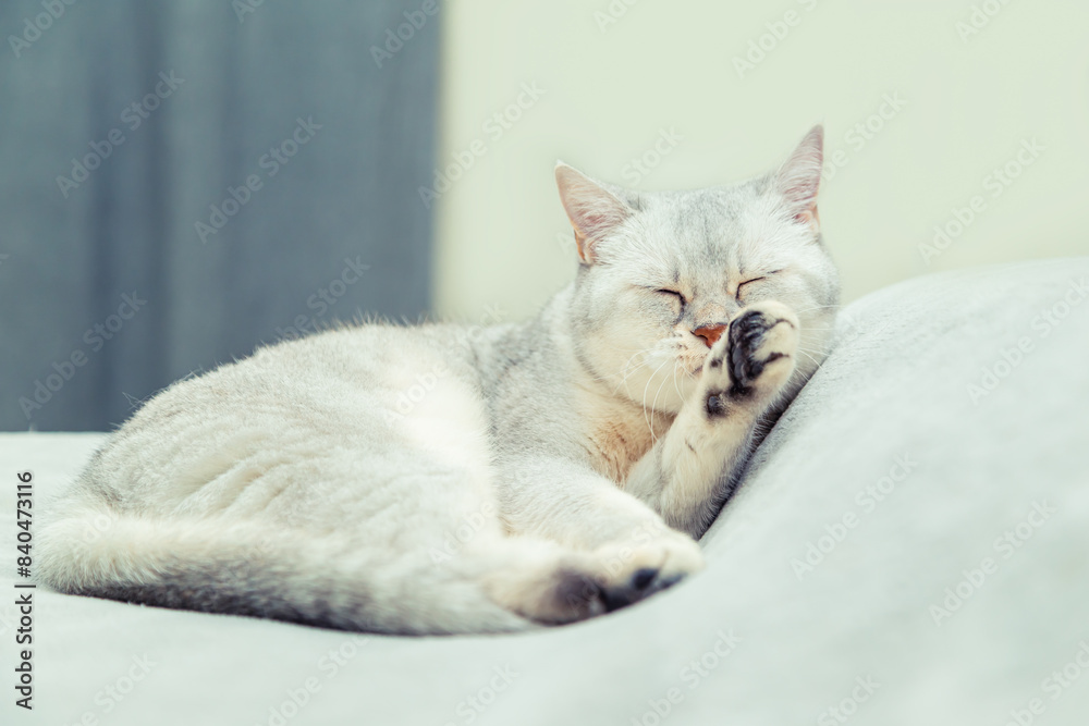Cute Scottish Straight cat licks himself on the bed. Cute Scottish Straight cat licks himself on the bed.
