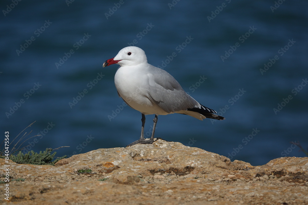 Audouin's gull (Ichthyaetus audouinii) Audouin's gull (Ichthyaetus audouinii)
