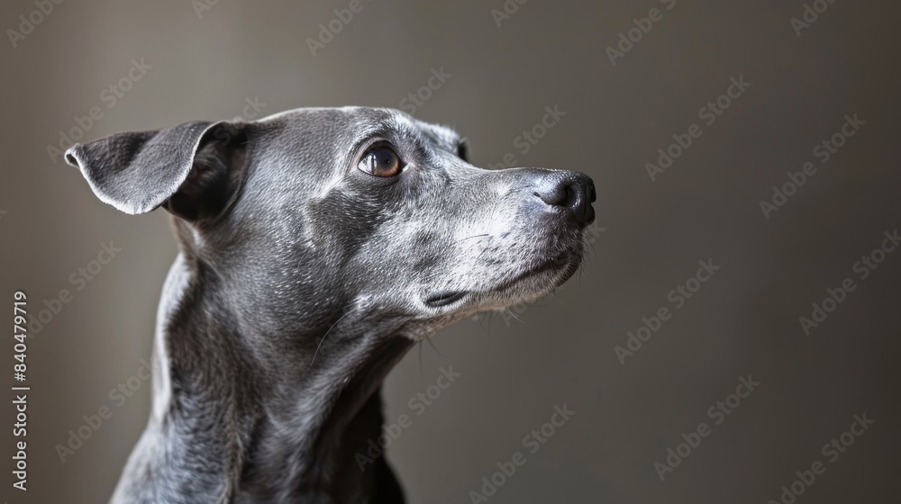 Generate an image featuring a grey dog, radiating charm Generate an image featuring a grey dog, radiating charm