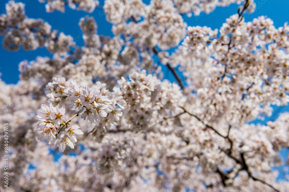 Cherry blossom in the Maruyama-Koen Park, , Kyoto, Honshu Cherry blossom in the Maruyama-Koen Park, , Kyoto, Honshu