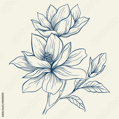 Magnolia flowers drawing with line-art