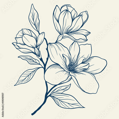Magnolia flowers drawing with line-art