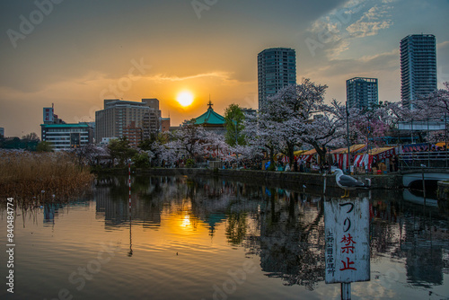 Sunset and Cherry blossom in the Ueno Park, Tokyo, Honshu photo