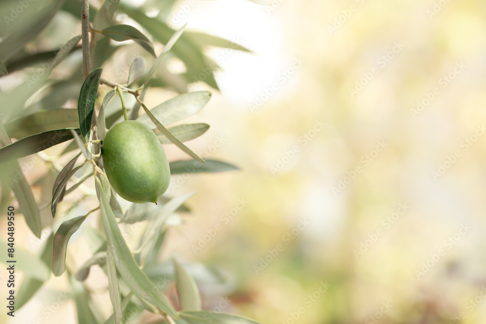 © robertharding - Green olive on a branch in the garden of Bursa province, Marmara Region, Anatolia Minor, Turkey, Eurasia