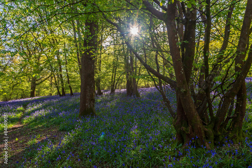 A carpet of bluebells blooming in woodland in Sussex  on a sunny spring rnorning