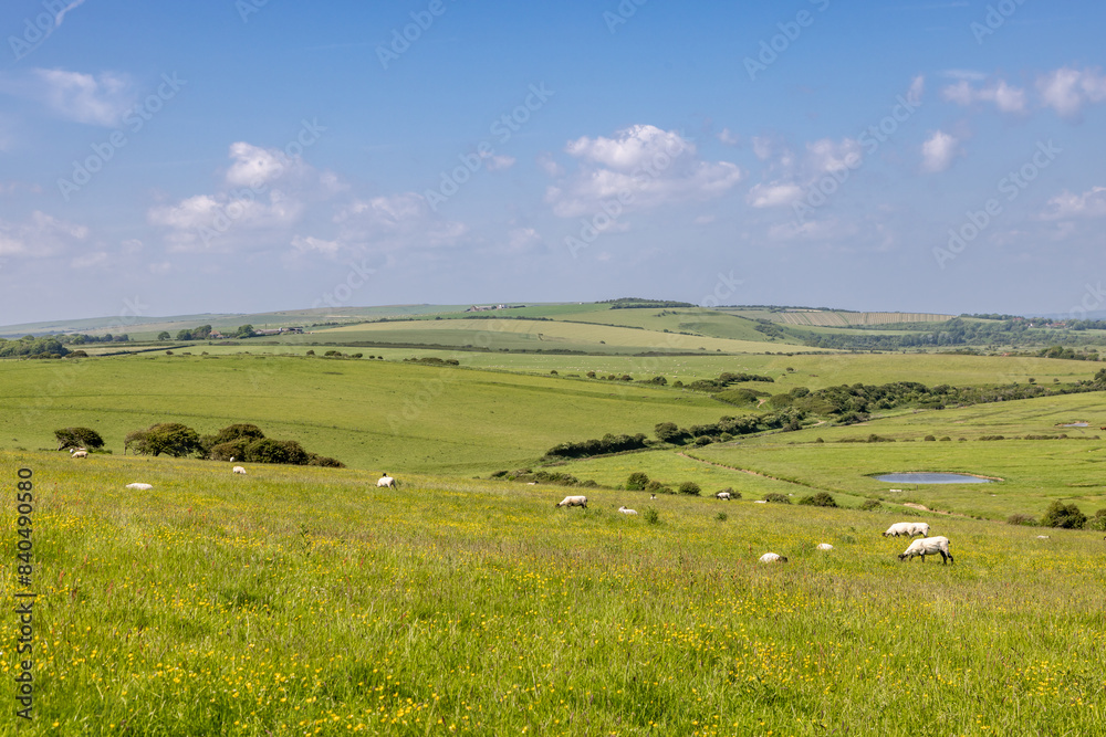 Sheep grazing in rural Sussex on a sunny early summer's day Sheep grazing in rural Sussex on a sunny early summer's day