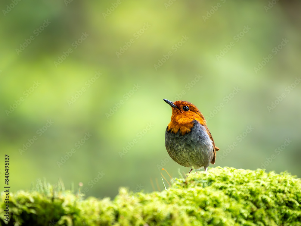 Fototapeta premium 森の中で苔の生えた倒木の上に留まっているコマドリの雄