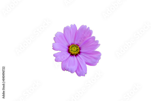 Pink flowers isolated on white background. Make clipping path.