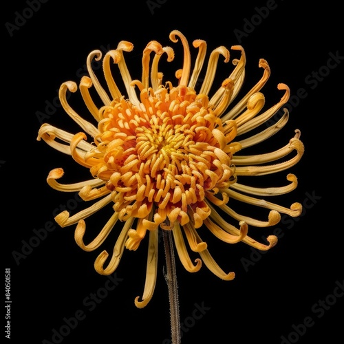 flower Photography, Chrysanthemum vestitum, Close up view, Close up view, Isolated on black Background photo