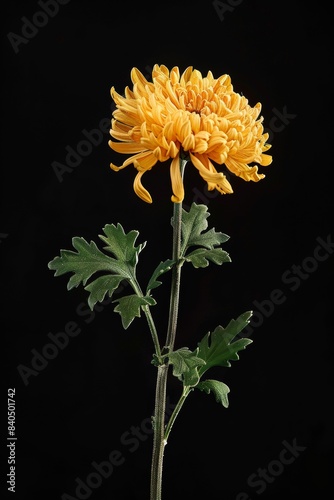 flower Photography, Chrysanthemum vestitum, copy space on right, Close up view, Isolated on black Background photo