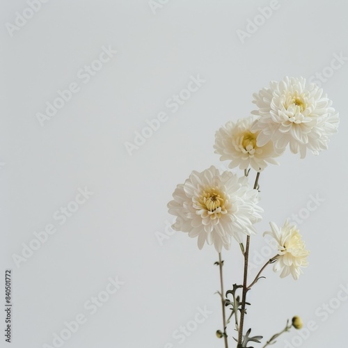 flower Photography, Chrysanthemum vestitum copy space on right, Isolated on white Background photo