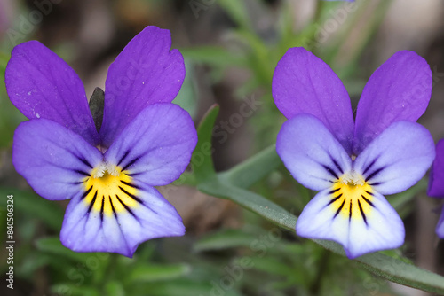 Viola tricolor, known as Johnny Jump up, heartsease, heart's delight and many other names, wild flower from Finland photo
