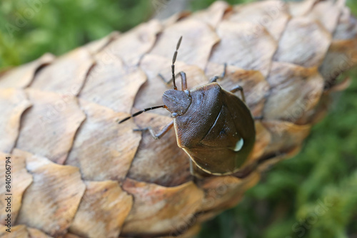 Obraz na plátně Chlorochroa pinicola, a shieldbug from Finland, no common English name