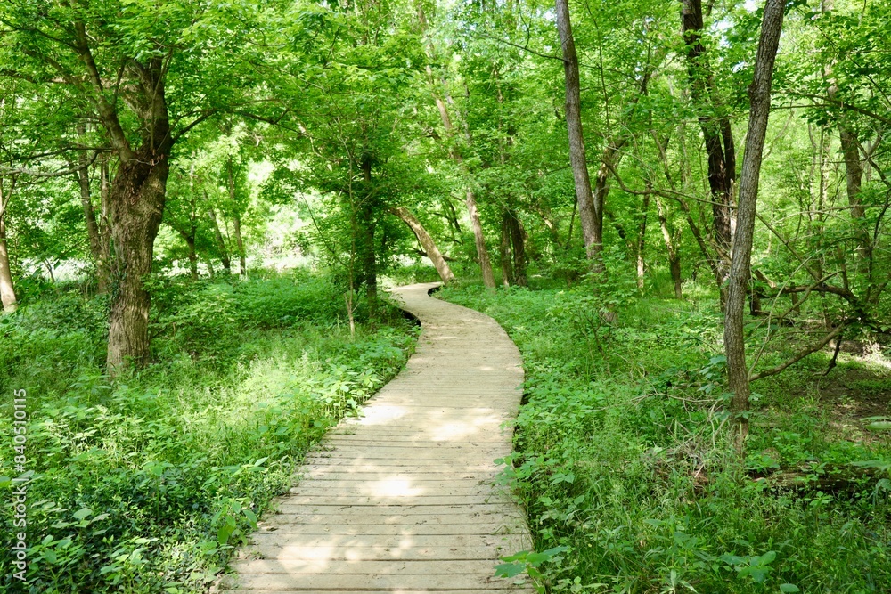 The wood boardwalk trail in the forest on a spring day. The wood boardwalk trail in the forest on a spring day.