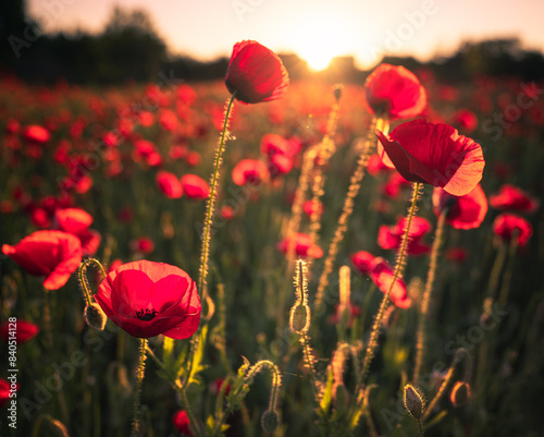 Red poppy field in may in s...