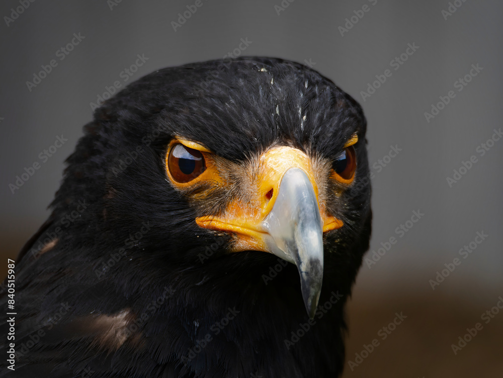 Obraz premium Closeup of a Verreaux's Eagle - Aquila verreauxii.