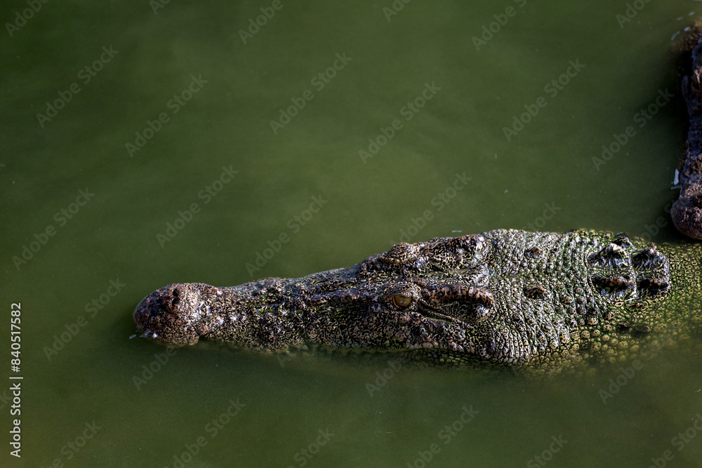 Close up salt crocodile is show head in river Close up salt crocodile is show head in river