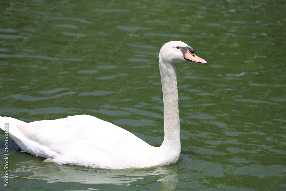 Close up White swan is cute in river Close up White swan is cute in river