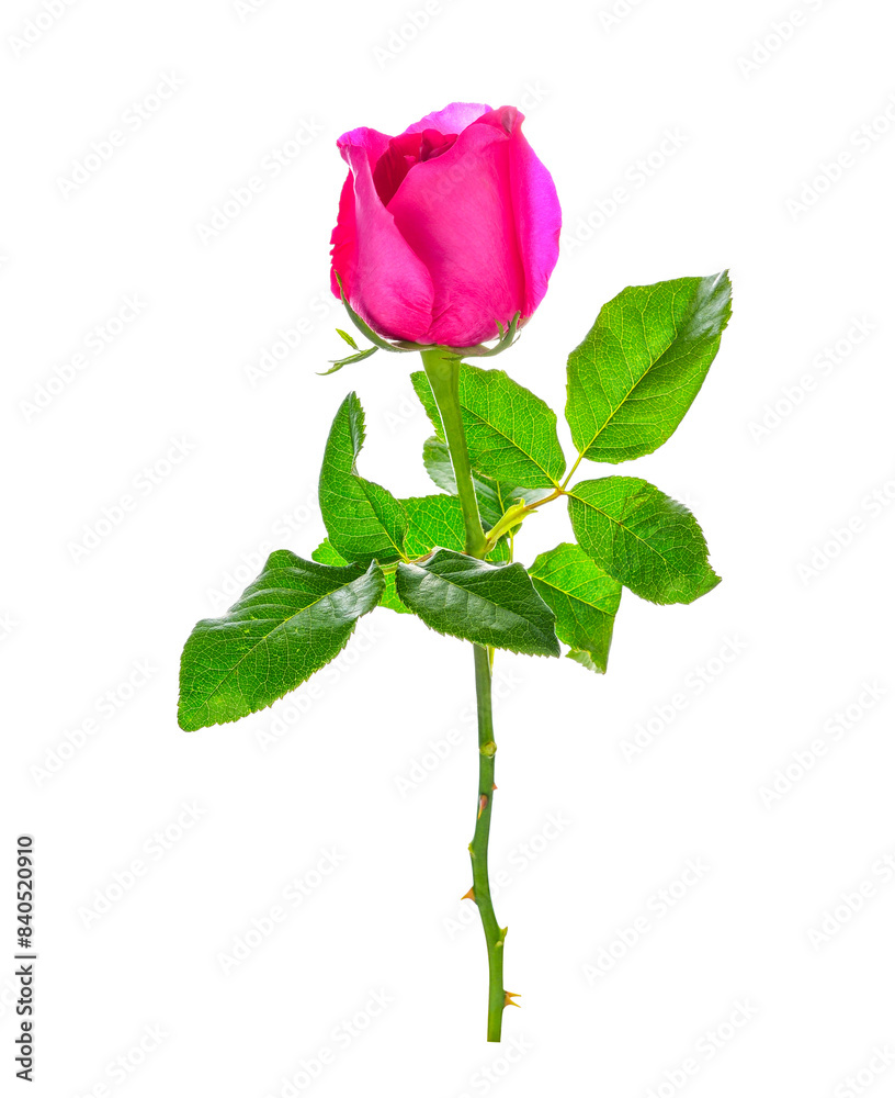 Fototapeta premium Pink rose transparent png