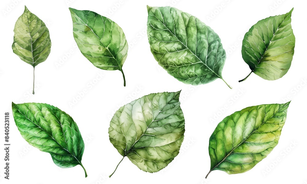 Set of watercolor green leaf isolated on white background 