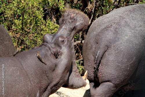Hippo Chomp
