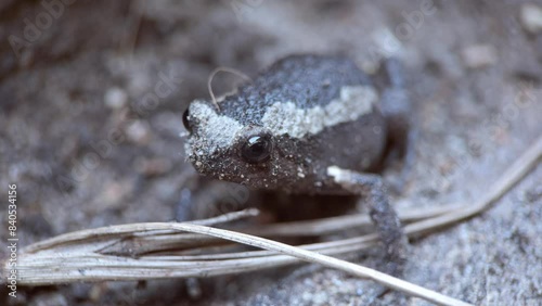 macro video of Thai local bull frog 