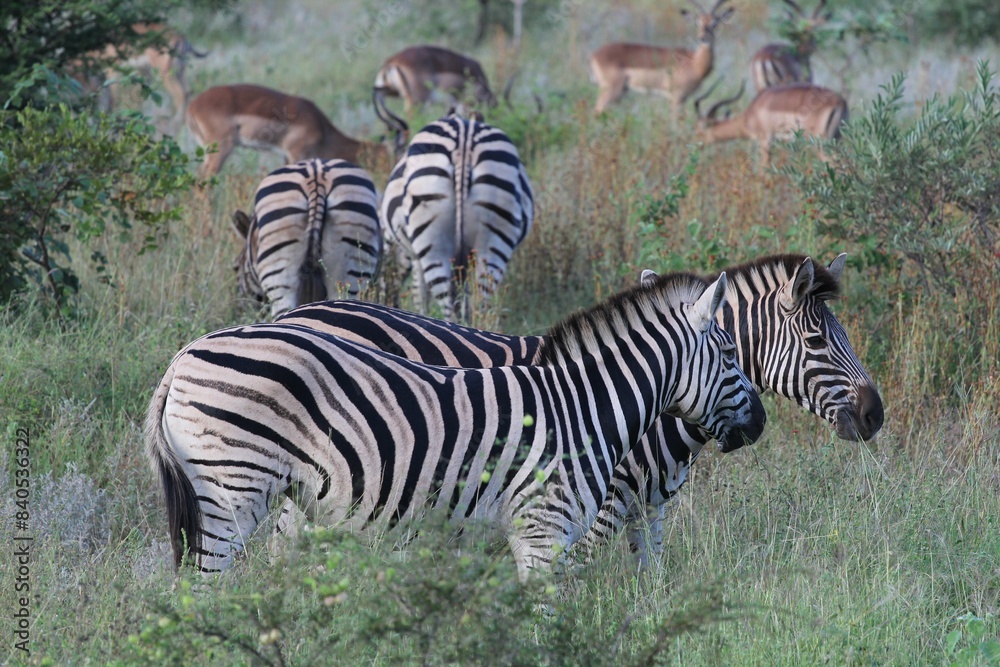 Fototapeta premium African savannah