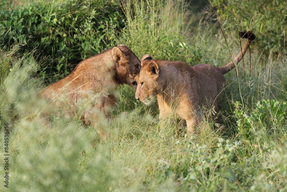 Naklejka premium African savannah
