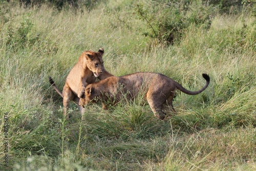 African savannah photo