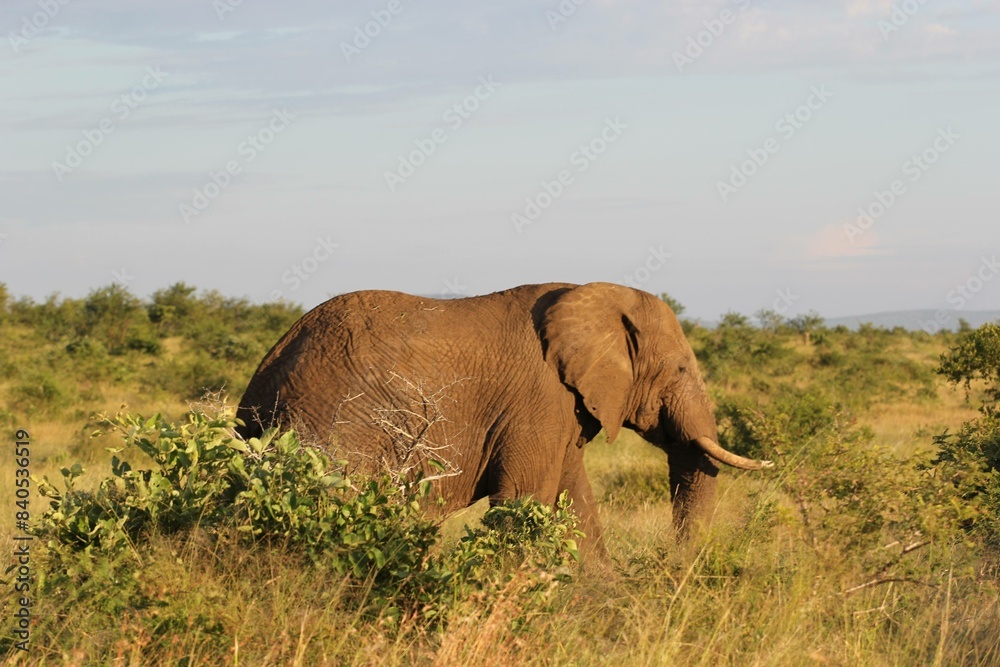 Obraz premium Elephant in the sunset