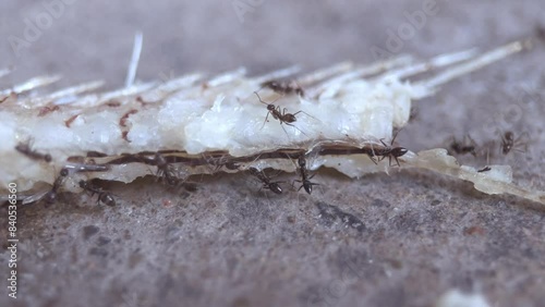 macro video of the Thai local  garden ants collecting food