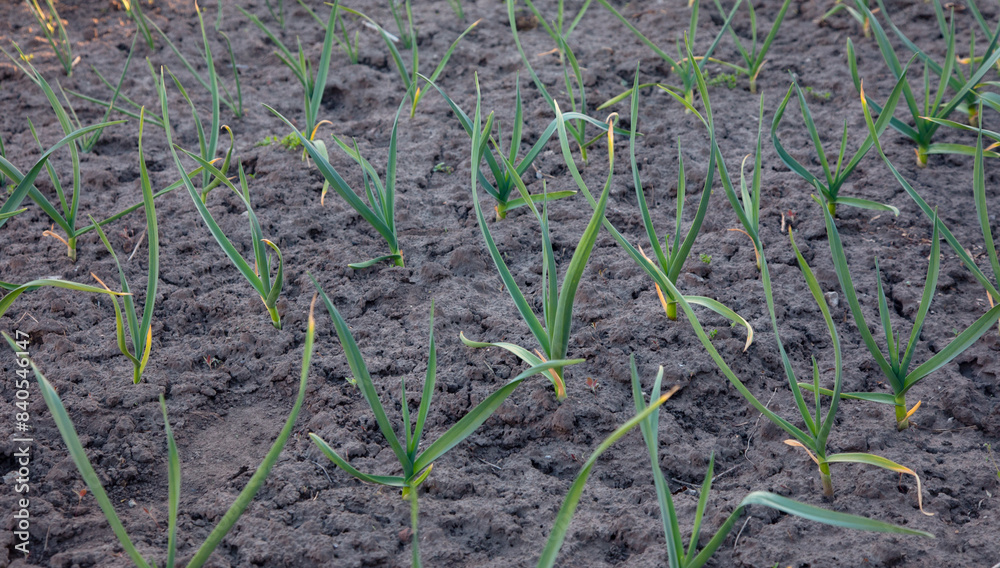 Growing garlic in the garden. Growing garlic in the garden.