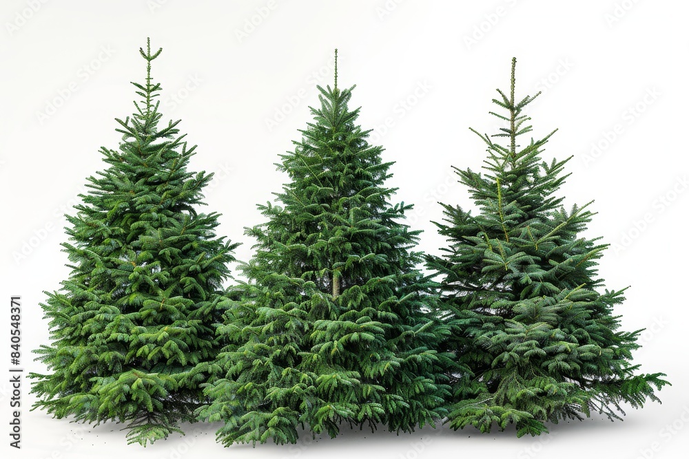 Fototapeta premium Realistic photograph of a complete Christmas trees,solid stark white background, focused lighting